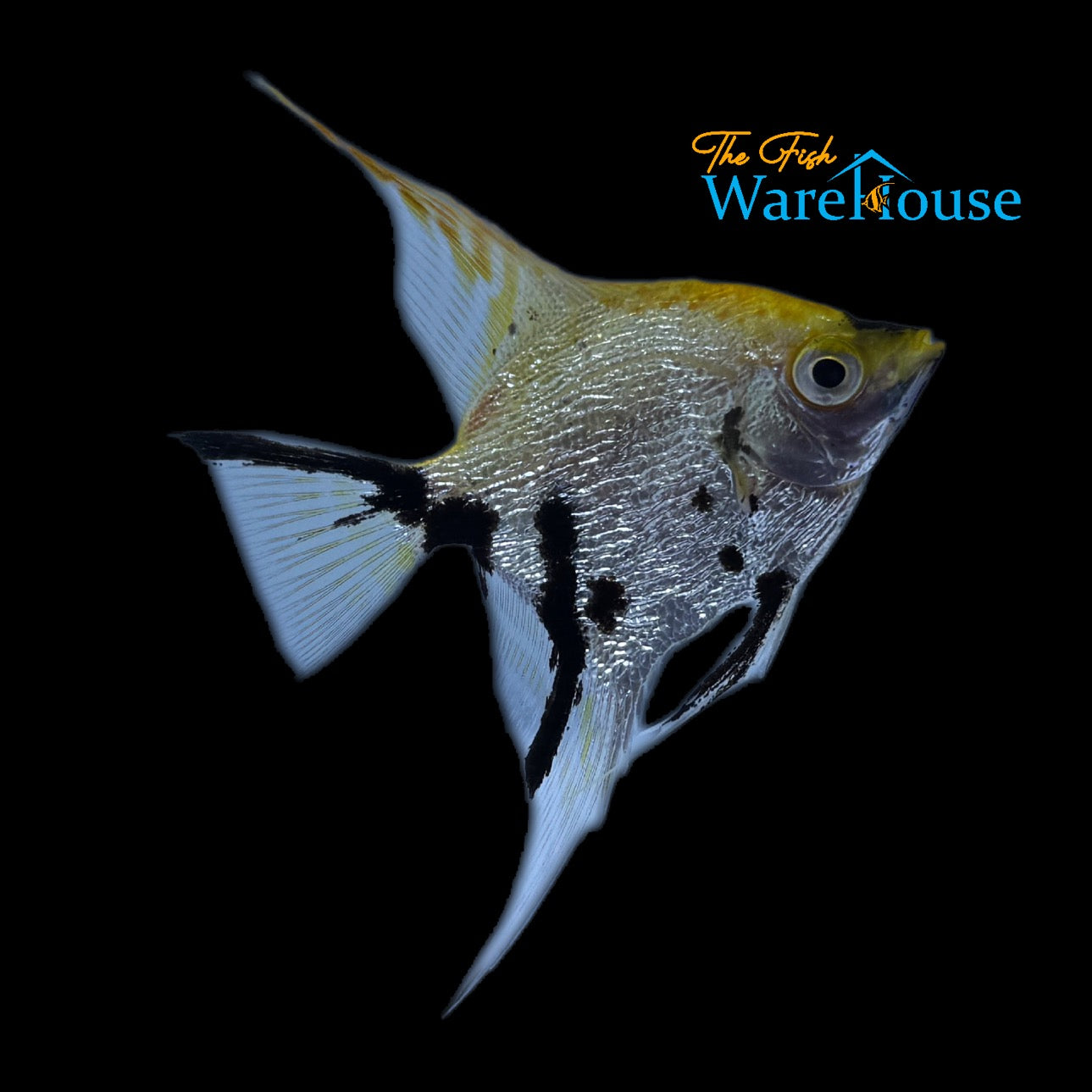 Gold Marble Pearlscale Angelfish (Pterophyllum scalare)