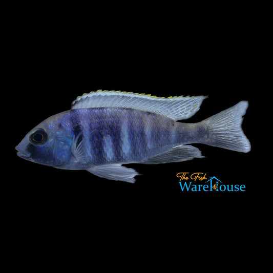 Deepwater Hap (Placidochromis electra)