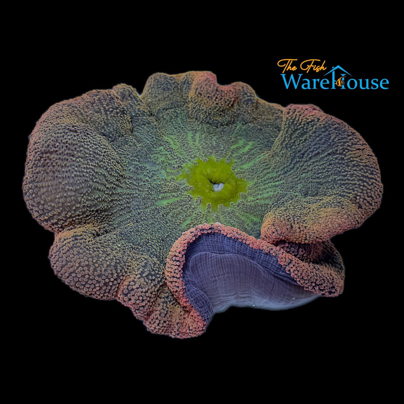 Rainbow Carpet Anemone (Stichodactyla haddoni)