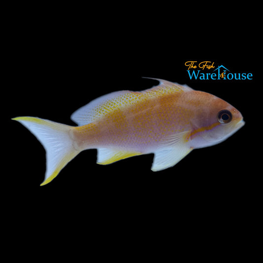 Noble Anthias - Female (Pseudanthias nobilis)