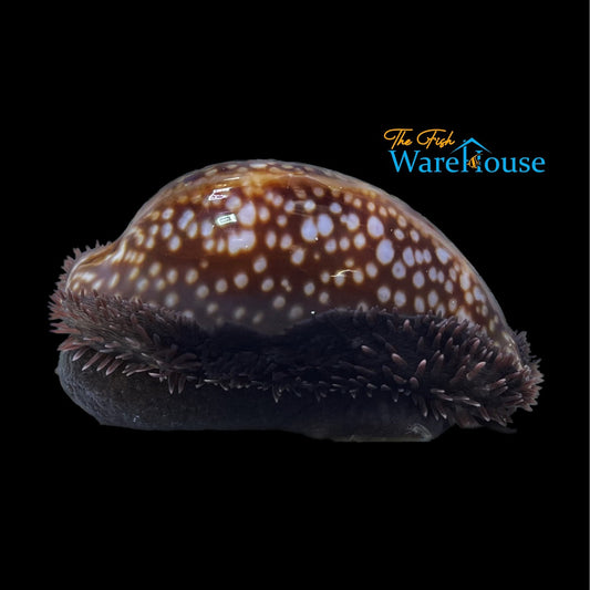 Deer Cowrie Snail (Cypraea cervus)