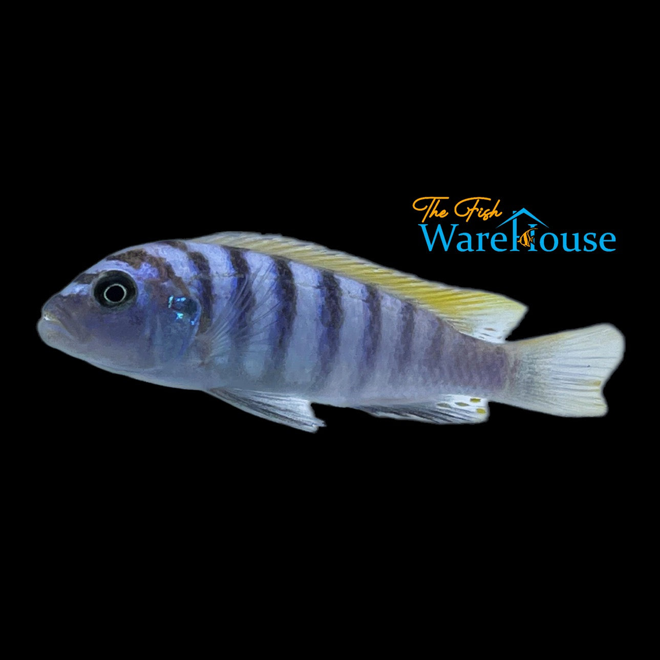 Jalo Reef Afra Cichlid (Cynotilapia zebroides 'Jalo Reef')