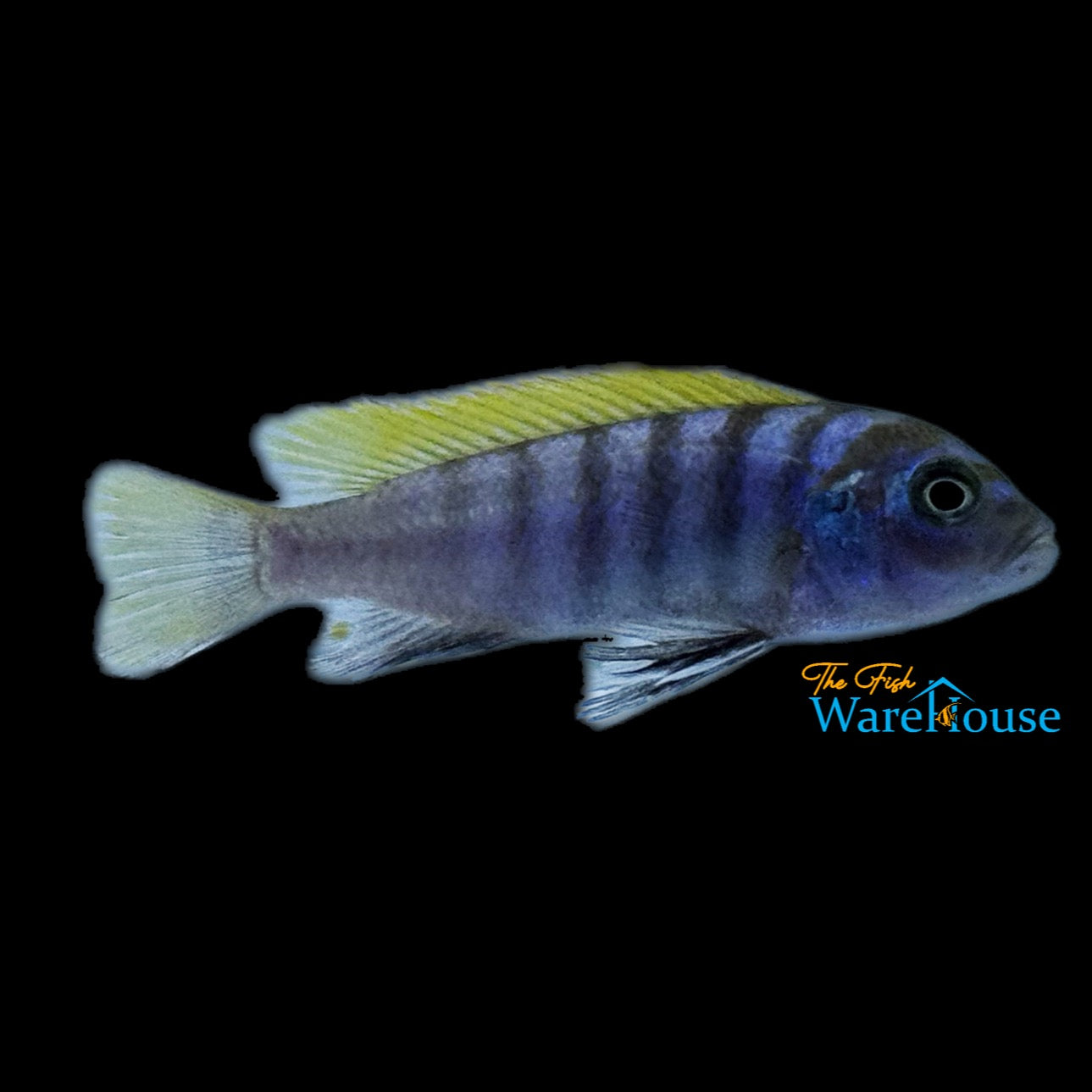 Jalo Reef Afra Cichlid (Cynotilapia zebroides 'Jalo Reef')