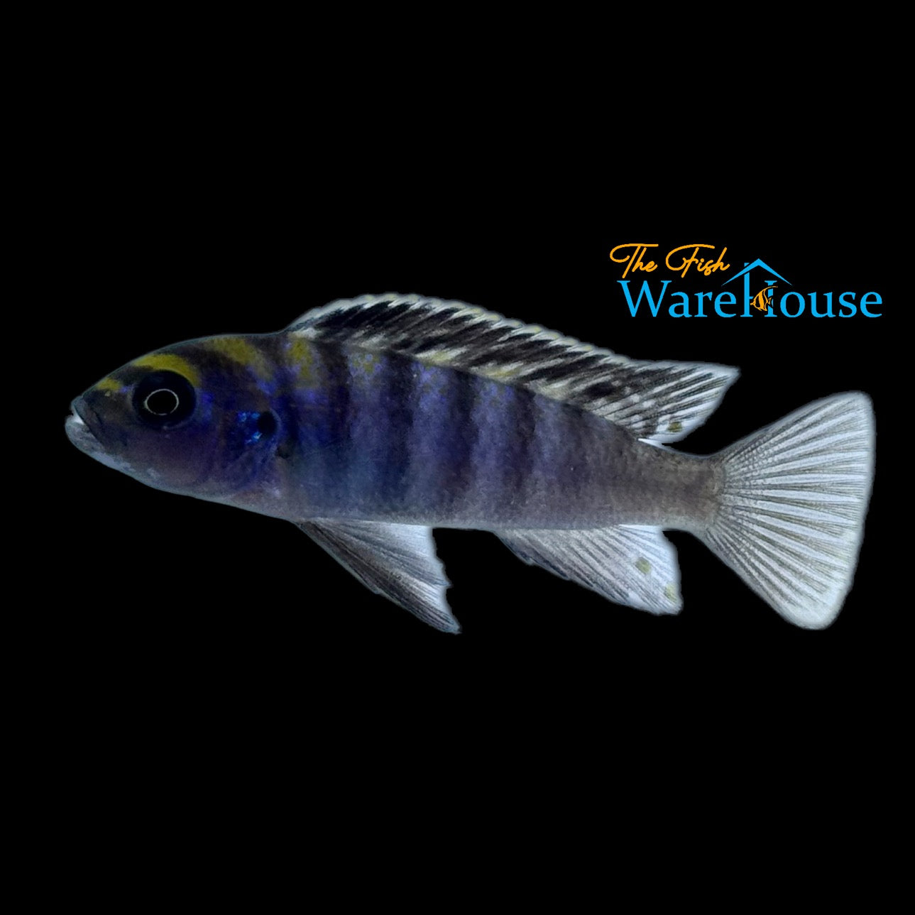 Minos Reef Afra Cichlid (Cynotilapia zebroides 'Minos Reef')