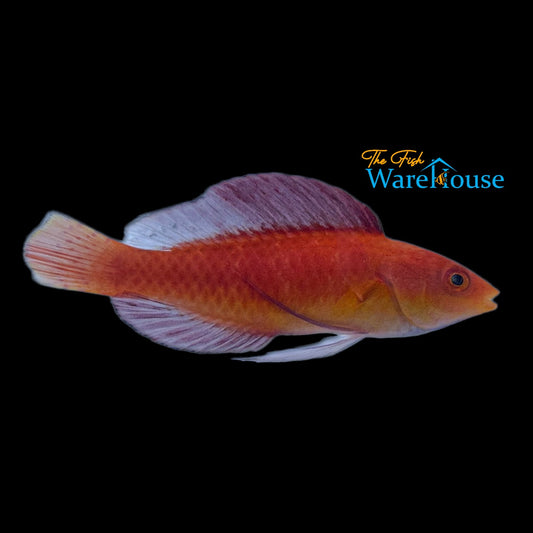 Ruby Finned Fairy Wrasse (Cirrhilabrus rubripinnis)