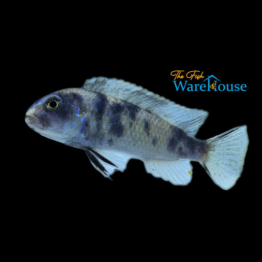 OB Bubblegum Socolofi Cichlid (Pseudotropheus socolofi ob bubblegum)