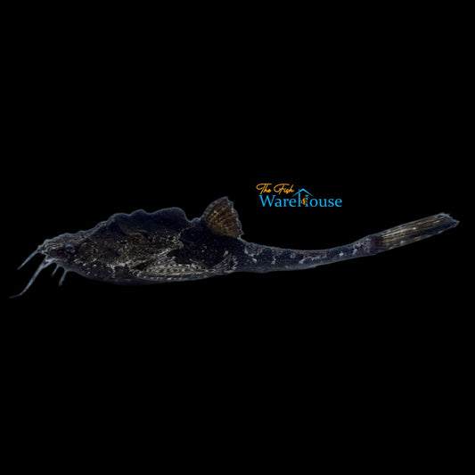 Humpback Banjo Catfish (Bunocephalus verrucosus)