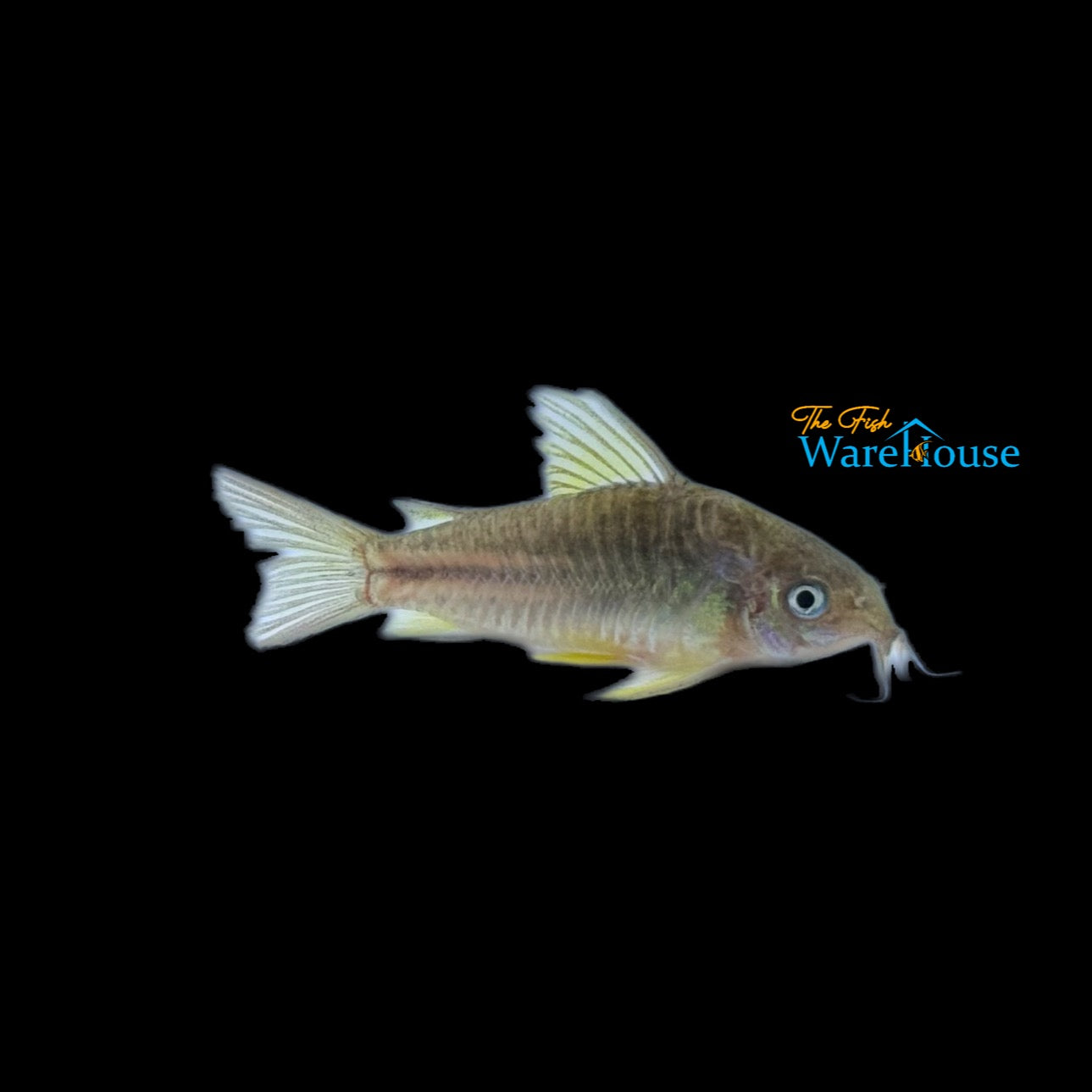 Yellow Cat Cory (Corydoras cw123)