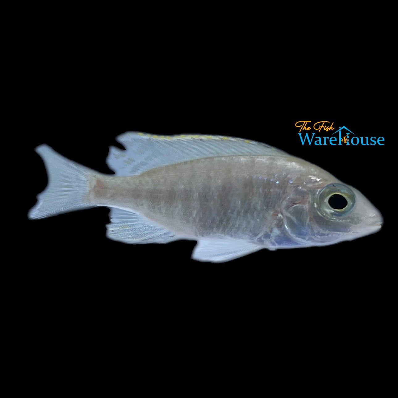 Jalo Reef Hap (Placidochromis sp. Jalo Reef)