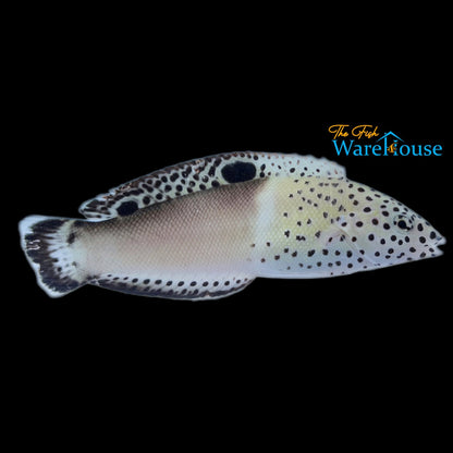 Twin Spot 'Clown' Coris Wrasse - Transitioning (Coris aygula)