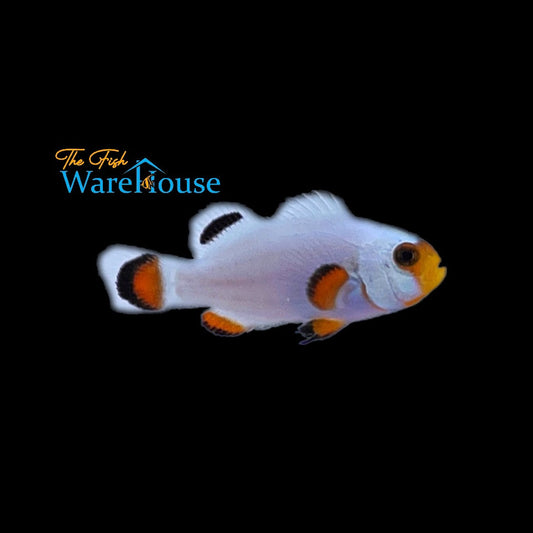 Wyoming White Clownfish (Amphiprion ocellaris)