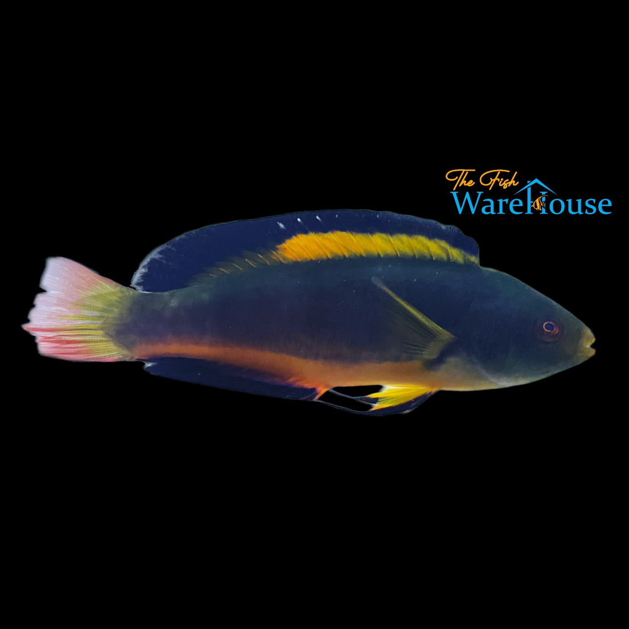 Scott's Fairy Wrasse - Tonga (Cirrhilabrus scottorum)