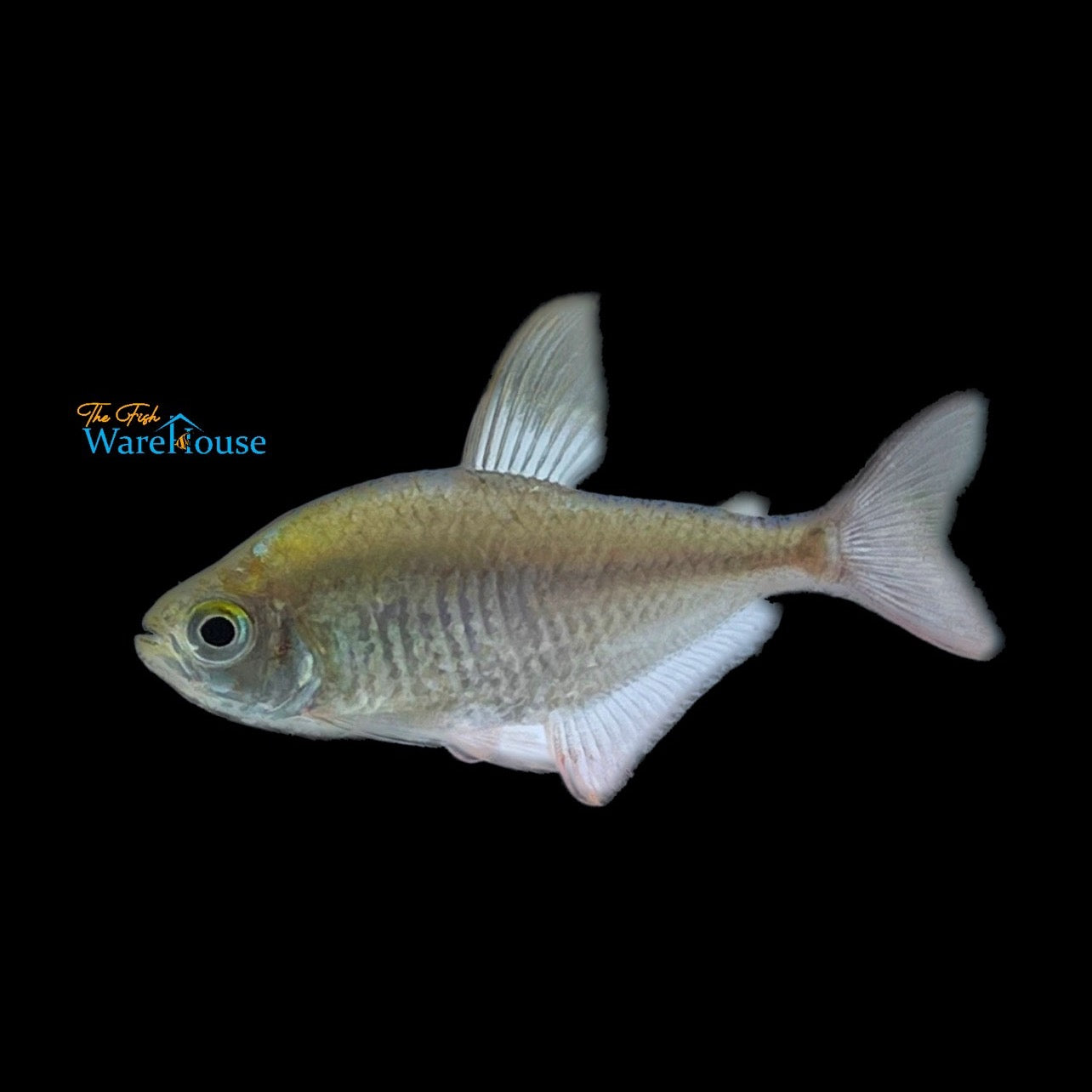 Colombian Tetra (Hyphessobrycon columbianus)