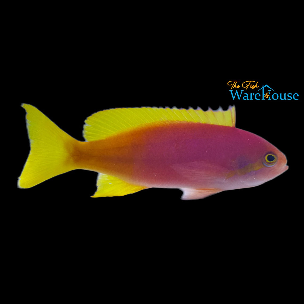 Pictilis Anthias - Female (Pseudanthias pictilis)