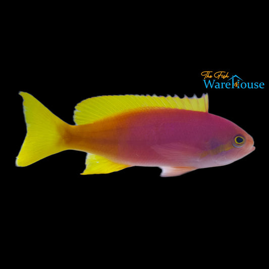 Pictilis Anthias - Female (Pseudanthias pictilis)