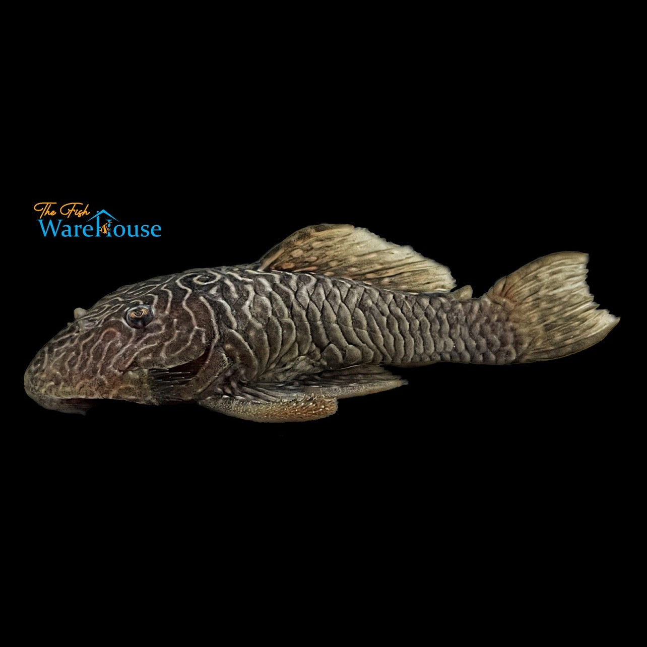 Wormline Chubby Pleco LDA46 (Parancistrus aurantiacus LDA46)