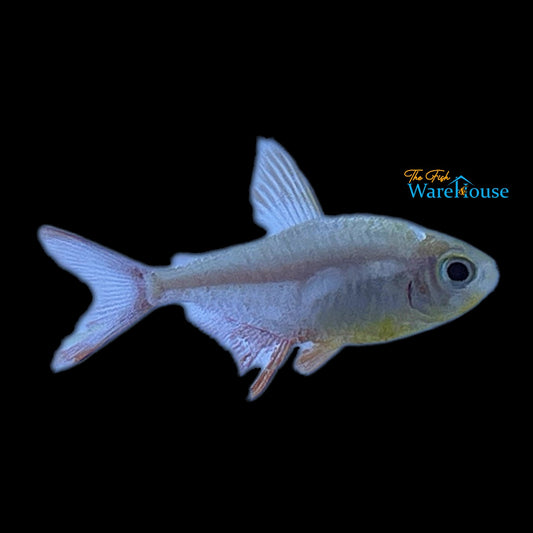 Gold Colombian Tetra (Hyphessobrycon columbianus gold)