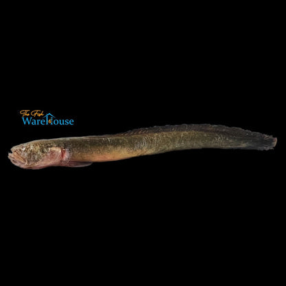 Worm Goby (Odontamblyopus rubicundus)