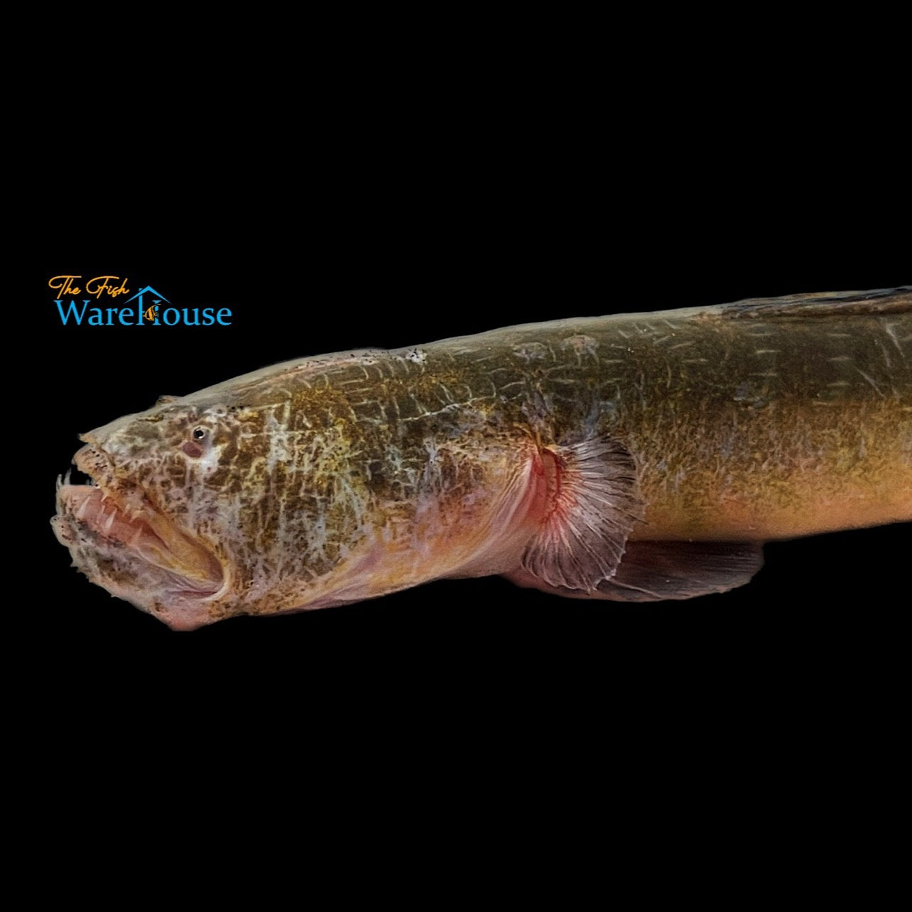 Worm Goby (Odontamblyopus rubicundus)