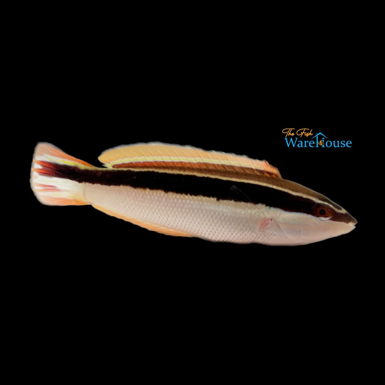 Comb Wrasse (Coris picta)