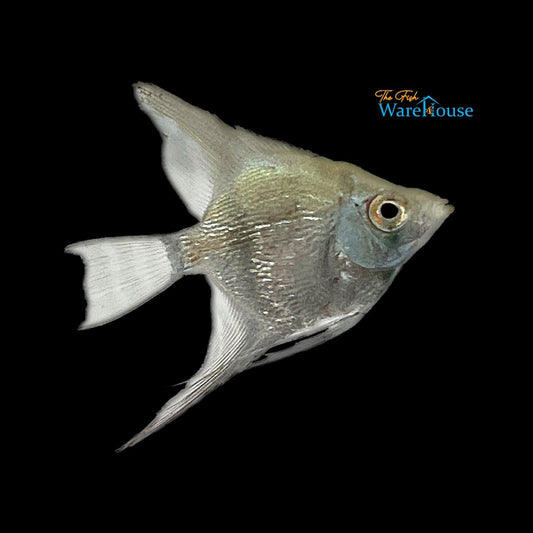 Diamond Avatar Turkey Green Angelfish (Pterophyllum scalare)