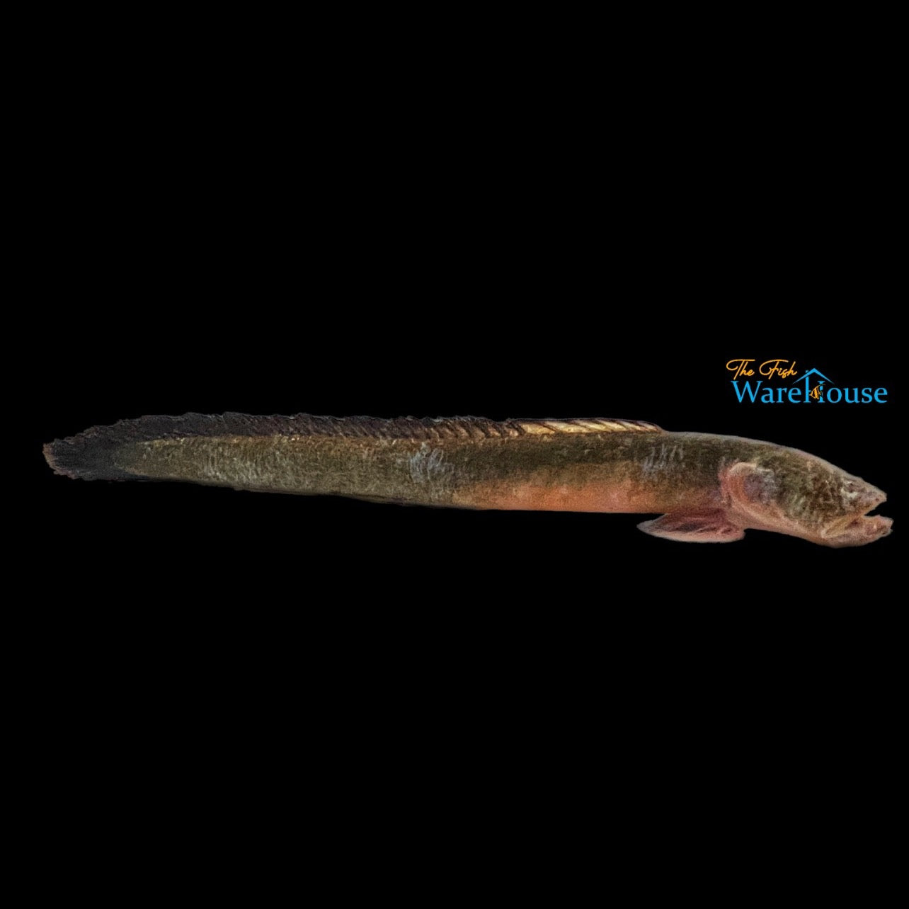 Worm Goby (Odontamblyopus rubicundus)