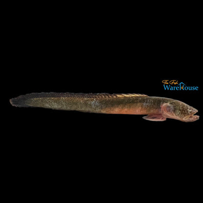 Worm Goby (Odontamblyopus rubicundus)