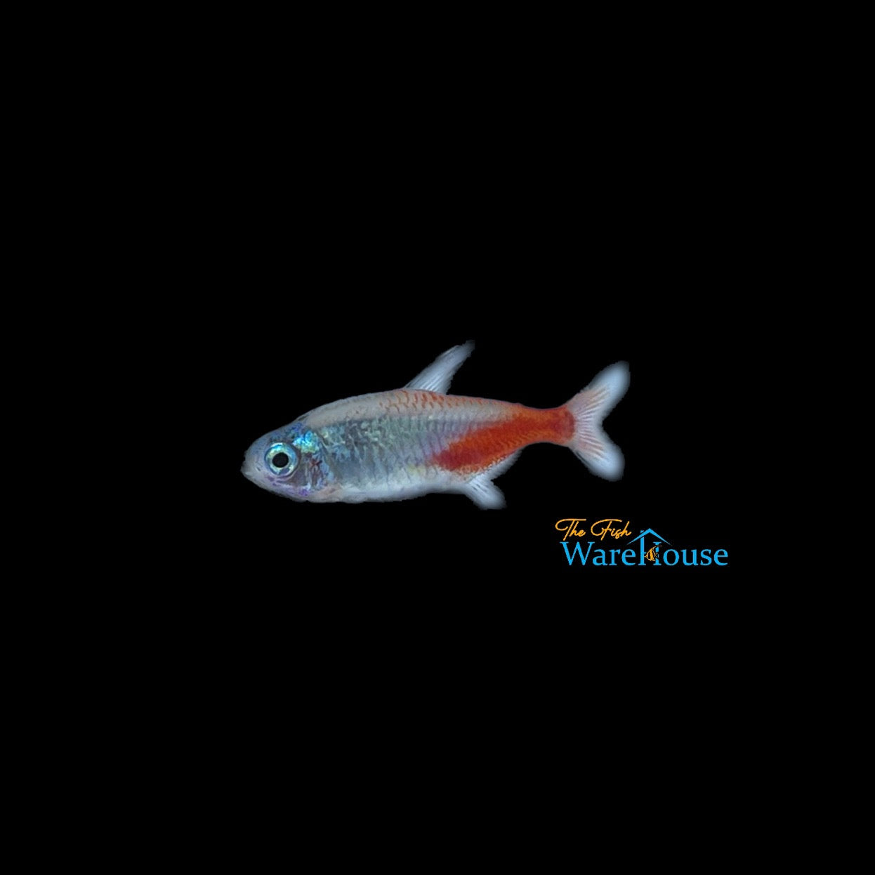 Diamond Head Neon Tetra (Paracheirodon innesi diamond)