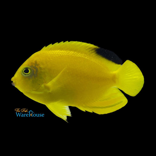 Woodhead's Angelfish (Centropyge woodheadi)