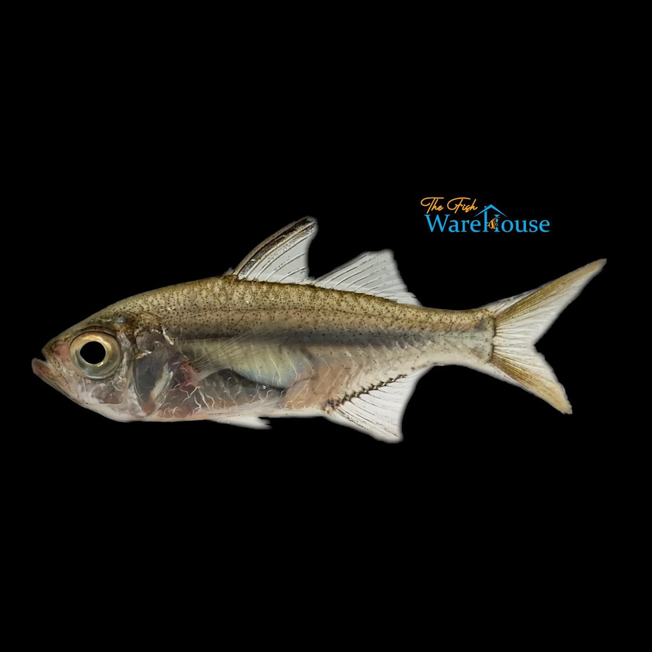 Commerson's Glassfish (Ambassis commersoni)