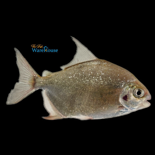 Diamond Pacu (Mylesinus paraschomburgkii)