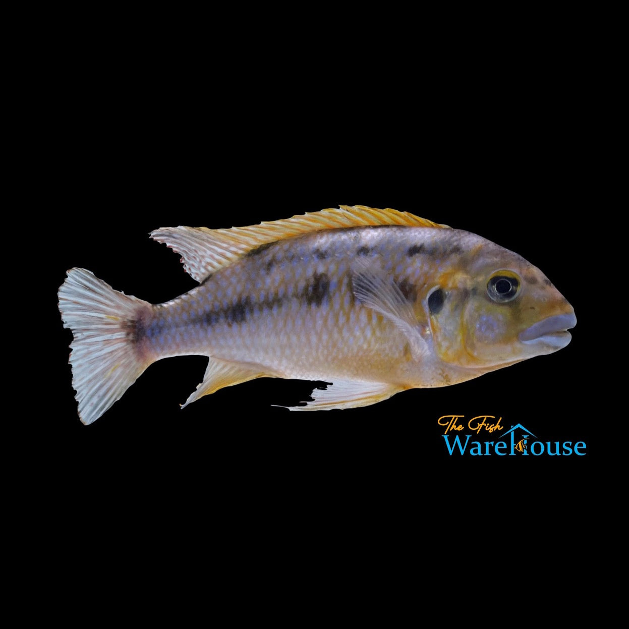 Williamsi Blue Lips Cichlid (Pseudotropheus sp. williamsi north)