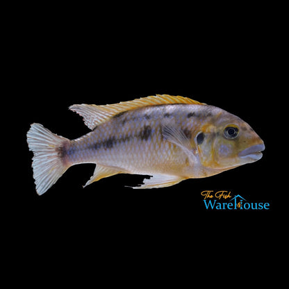 Williamsi Blue Lips Cichlid (Pseudotropheus sp. williamsi north)