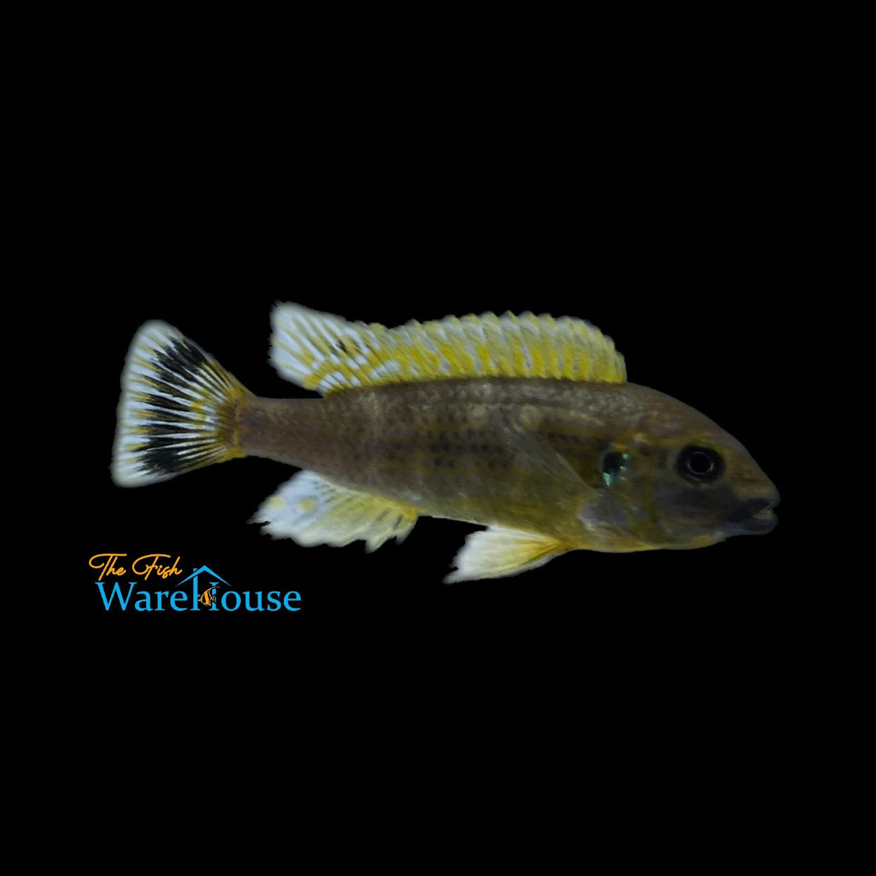 Williamsi Blue Lips Cichlid (Pseudotropheus sp. williamsi north)