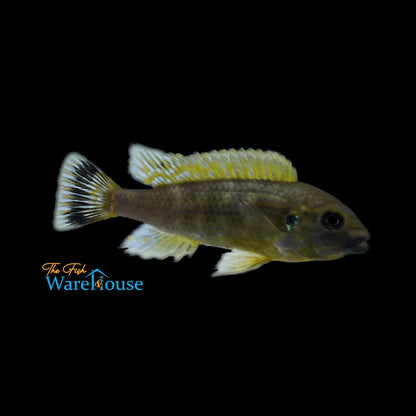 Williamsi Blue Lips Cichlid (Pseudotropheus sp. williamsi north)