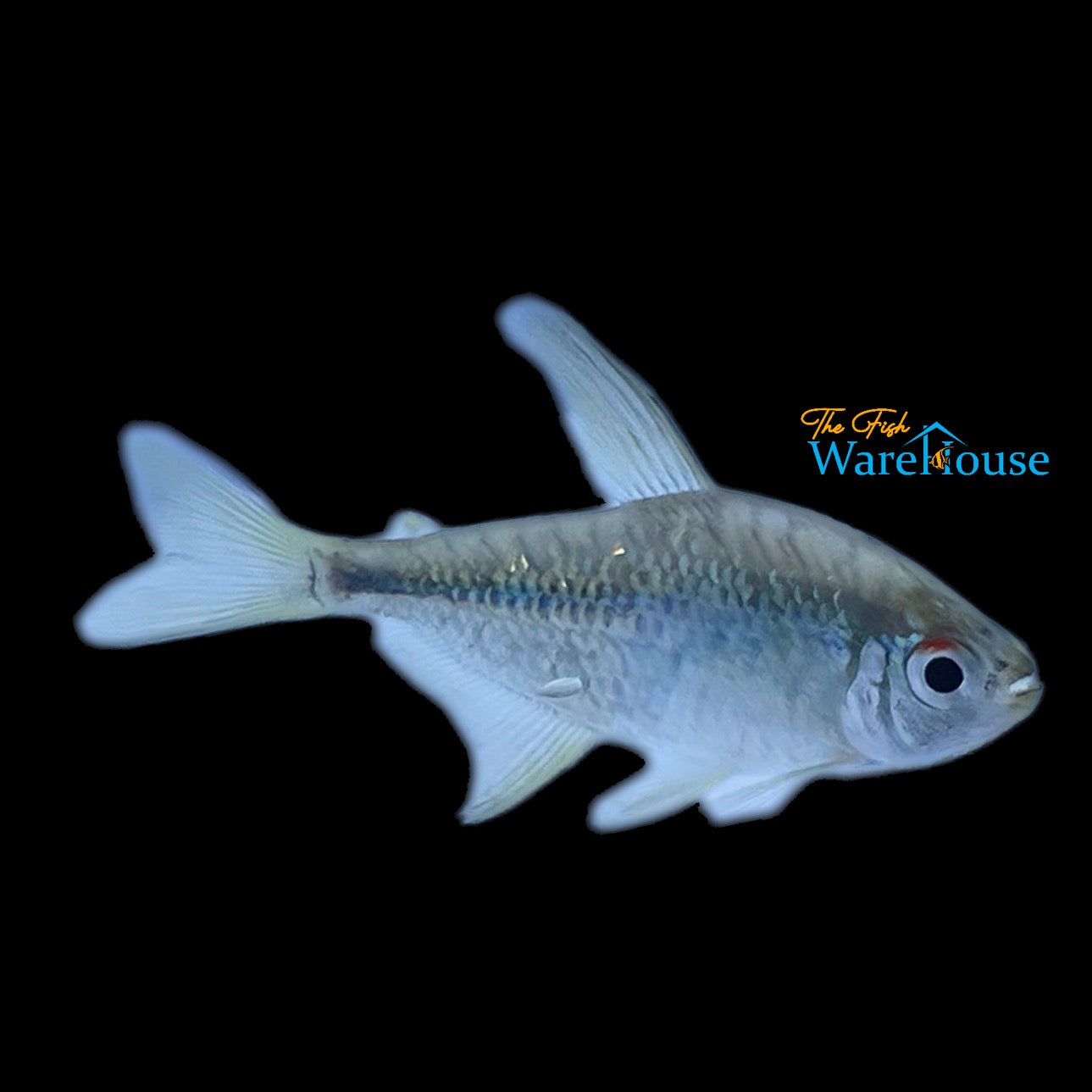 Diamond Tetra (Moenkhausia pittieri)