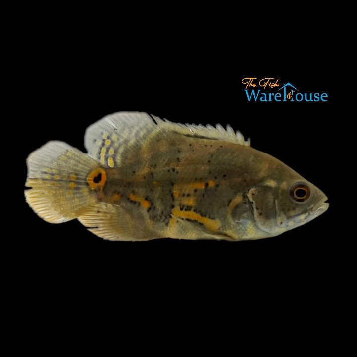 Wild Type Oscar (Astronotus ocellatus)