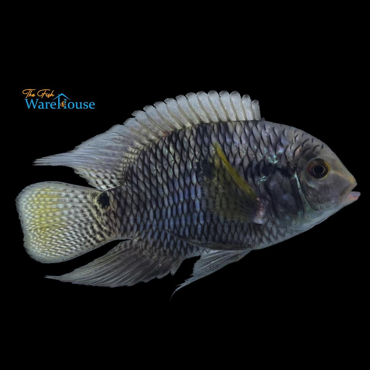 Dimerus Cichlid (Cichlasoma dimerus)