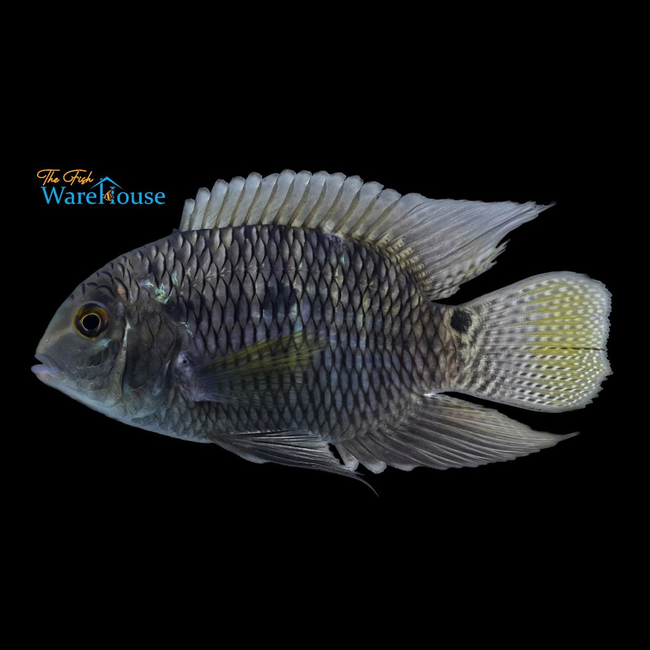 Dimerus Cichlid (Cichlasoma dimerus)