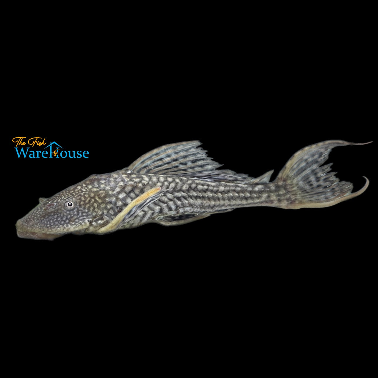 Common Pleco (Pterygoplichthys pardalis)