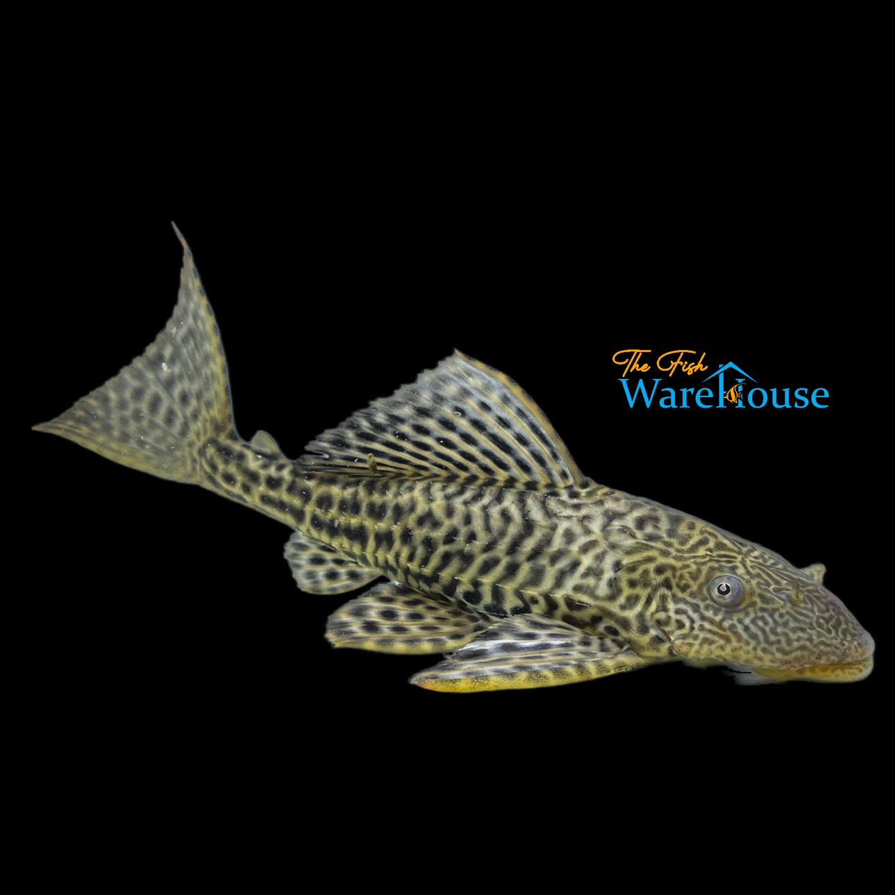 Common Pleco (Pterygoplichthys pardalis)