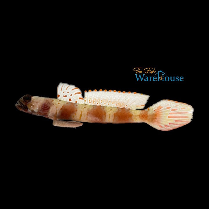 Wide-Barred Shrimp Goby (Amblyeleotris latifasciata)