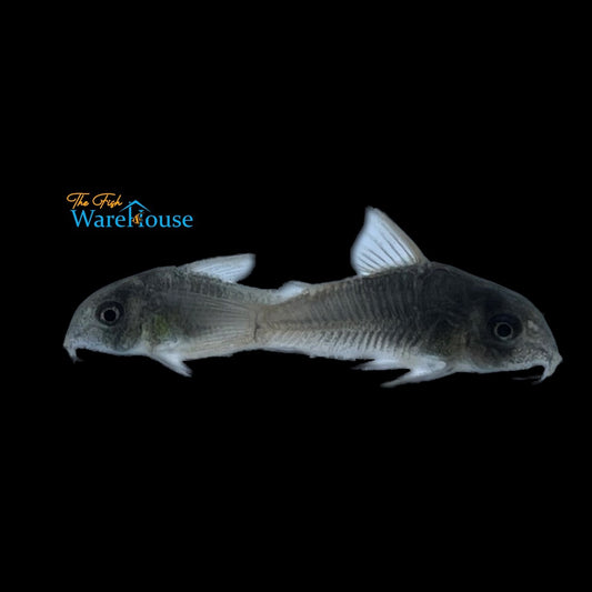 Concolor Cory (Corydoras concolor)