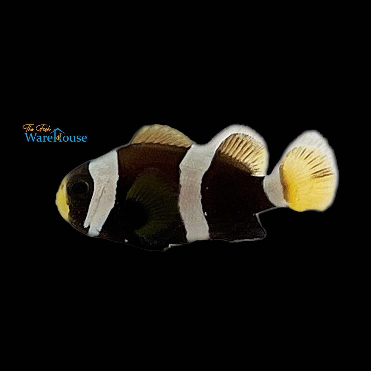 Wide Band Clownfish (Amphiprion latezonatus)