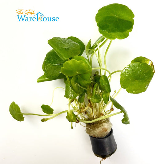 Whorled Pennywort (Hydrocotyle verticillata)