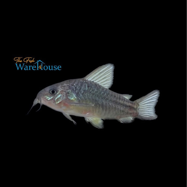 Yellow Cat Cory (Corydoras cw123)