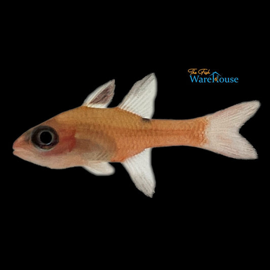 Whitestar Cardinalfish (Apogon lachneri)