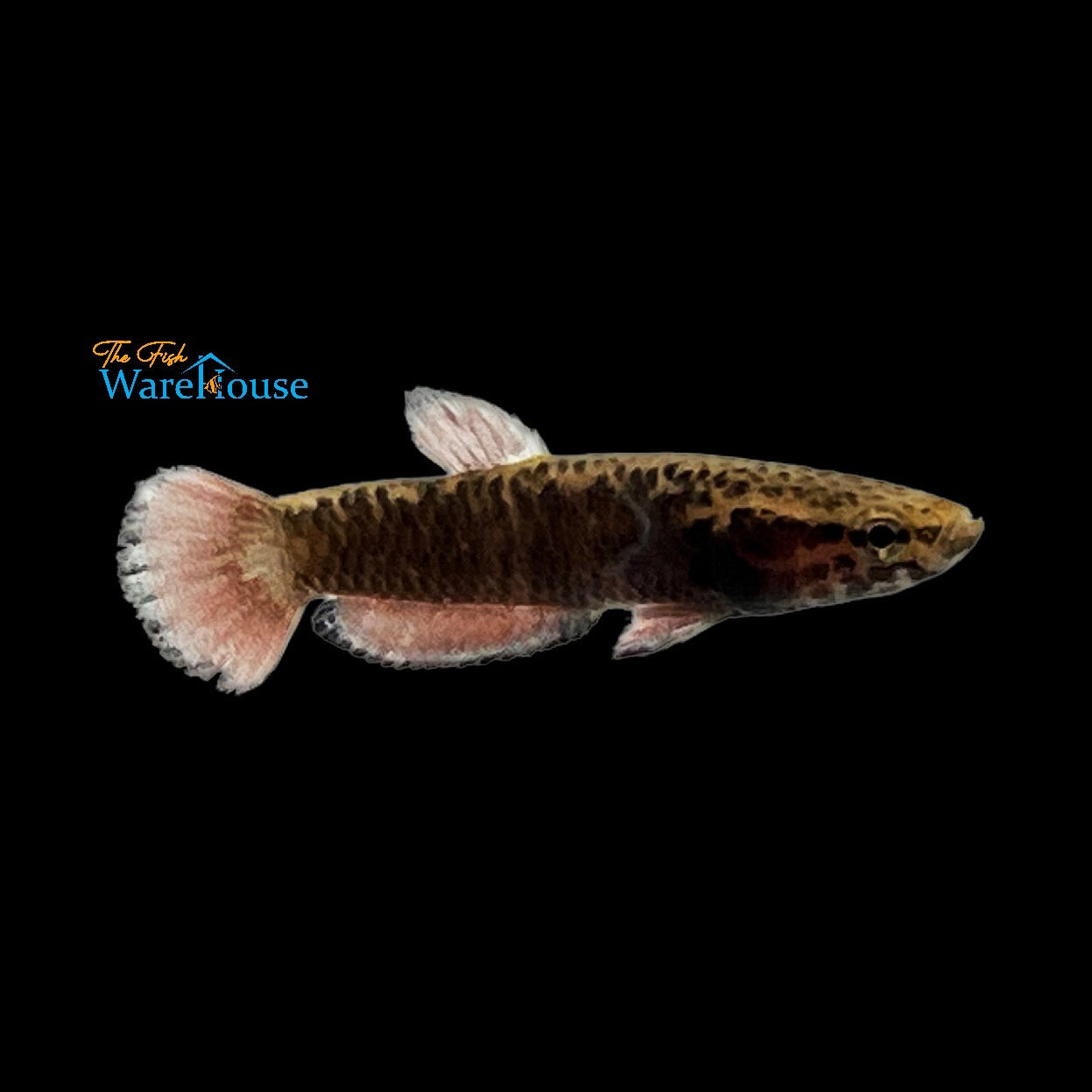 Whiteseam Betta (Betta albimarginata)