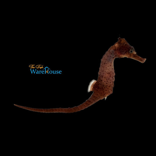 White's Seahorse - Captive Bred (Hippocampus whitei)