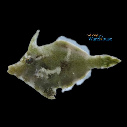 Whitebar Filefish (Paramonacanthus choirocephalus)